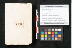 Foto (Objekt + Etikett) von Arbutus serra Unger (NHMW-GEO-2024-0188-8180)